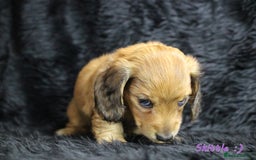 Miniature Dachshund dogs for sale: KC PRA Clear Mini Longhair Daxies – Dapple - Advert 10