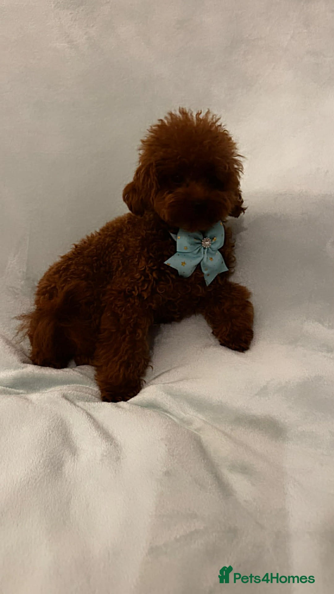 Toy Poodle dogs for sale: Asian Poodle - Advert 4