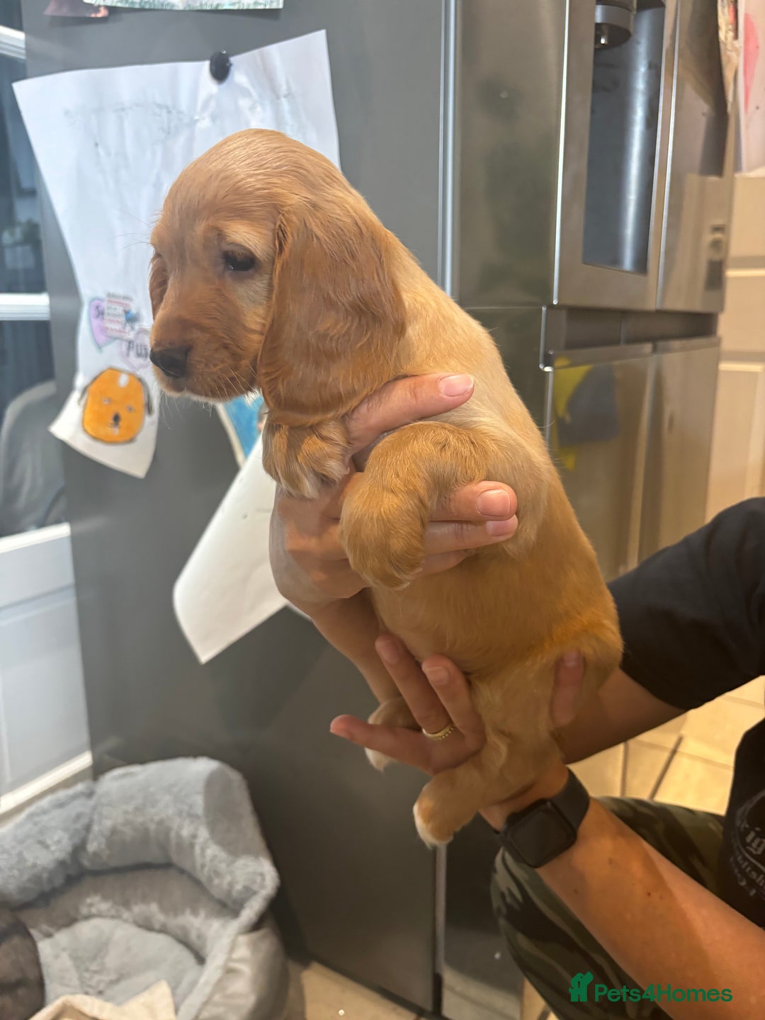 Cocker Spaniel dogs for sale: Cute show type very rare colours dna health tested - Image 24
