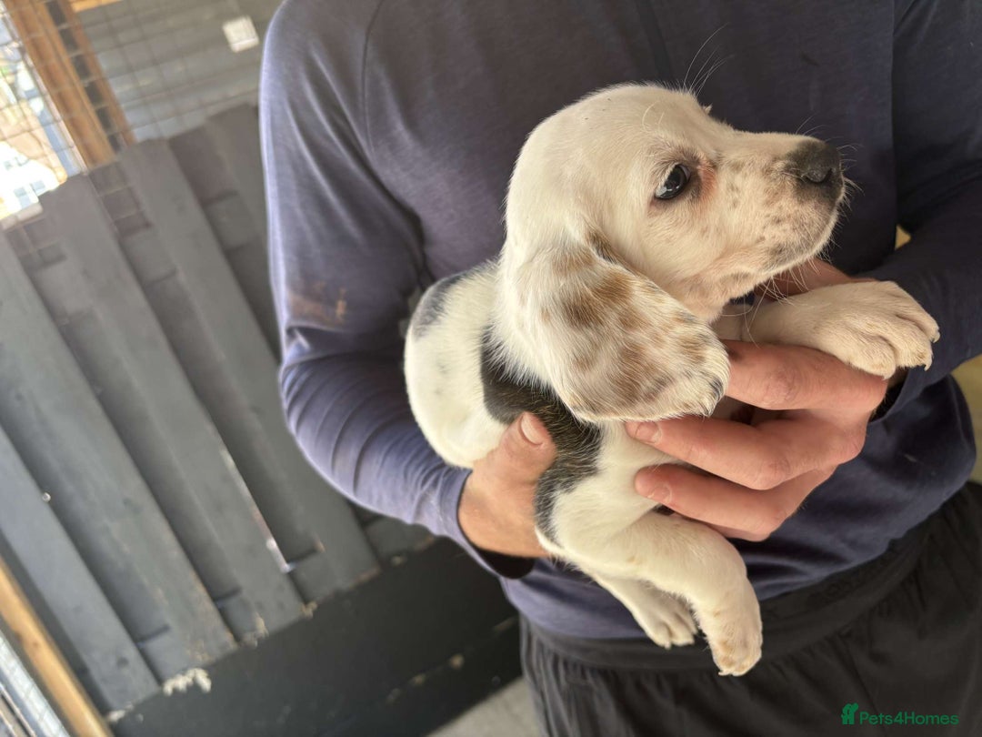 Beagle dogs for sale: 7 wonderful cocker spaniel x beagle❤️🏡 - Image 4