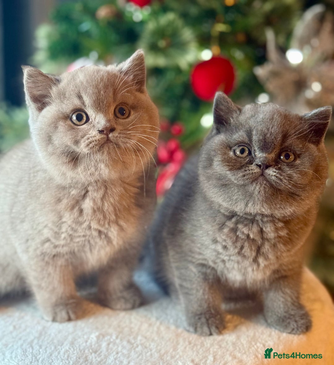 British Shorthair cats for sale: 3 Beautiful boys❤️❤️❤️ - Advert 10