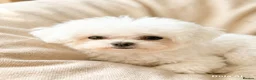 Bichon Frise dogs for stud: 🍒UK’s only Asian Mini Bichon for stud!!  - Advert 6