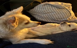 Chihuahua dogs for sale: Stunning Teddy Bear Chihuahua Girls - Image 8