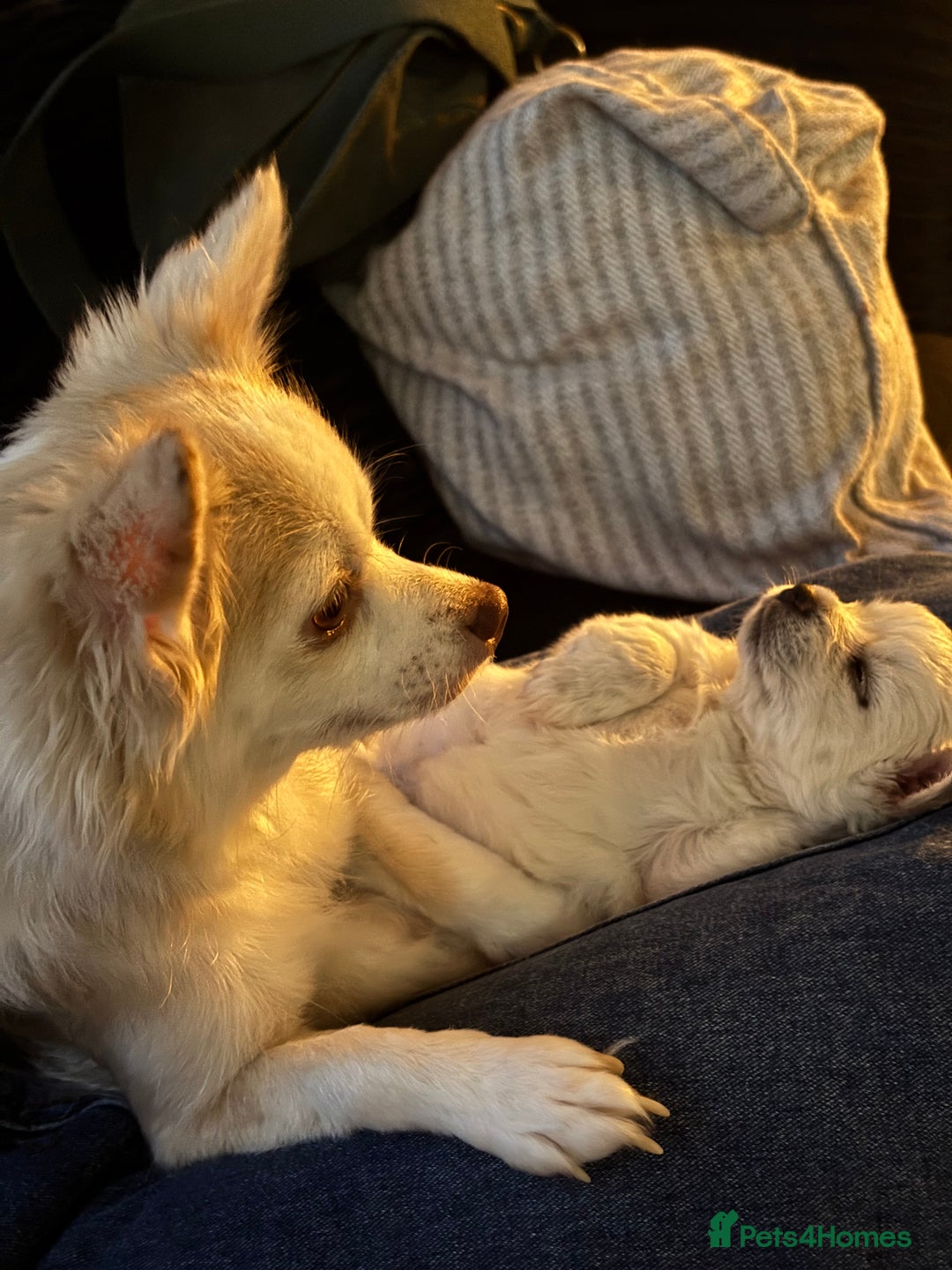 Chihuahua dogs for sale: Stunning Teddy Bear Chihuahua Girls - Image 8