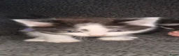 Domestic Shorthair cats for sale: Kittens  - Advert 9