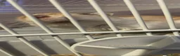Gerbil rodents for sale: Female gerbil for sale - Advert 2