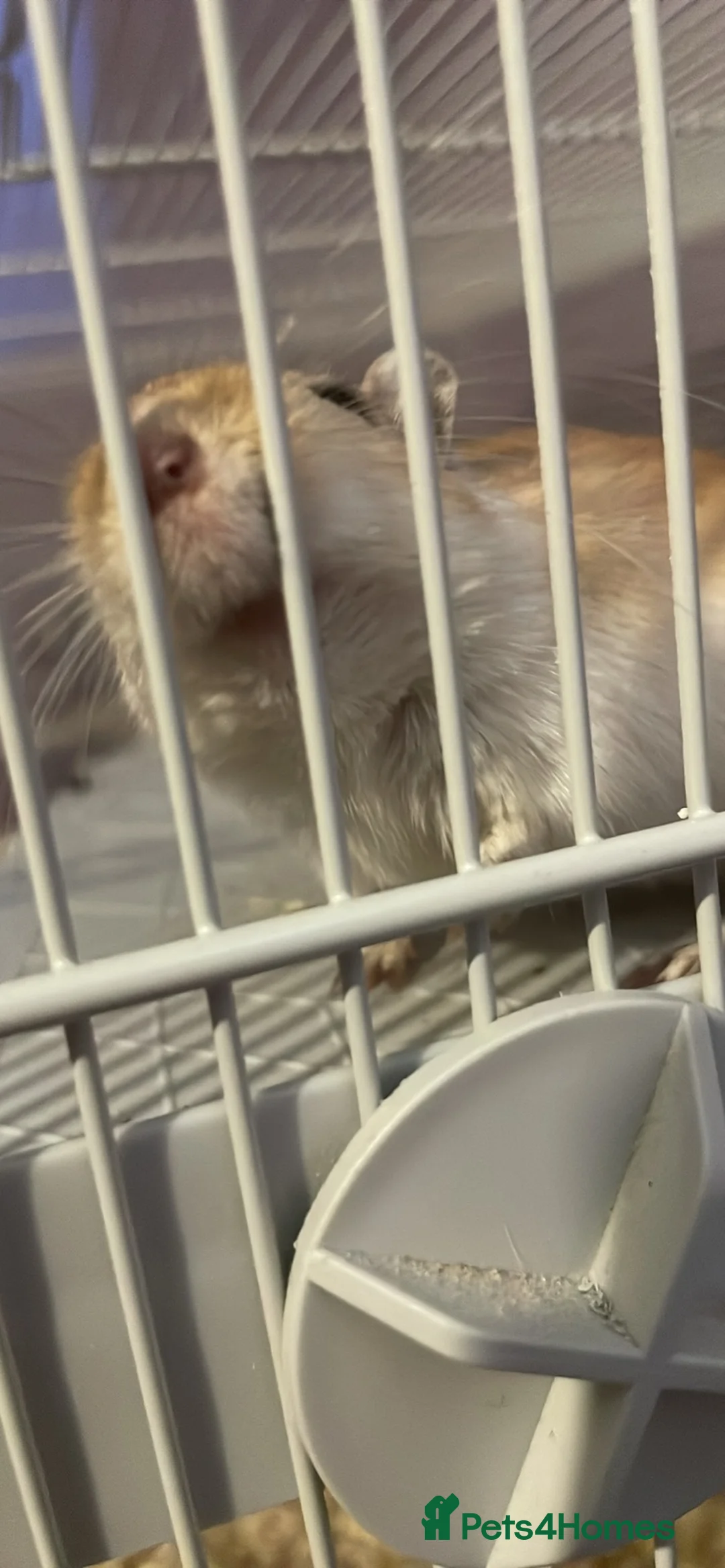 Gerbil rodents for sale: Female gerbil for sale - Advert 2