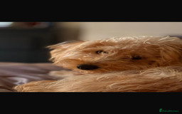 Labradoodle dogs for sale: F1b miniature labradoodle  - Image 3
