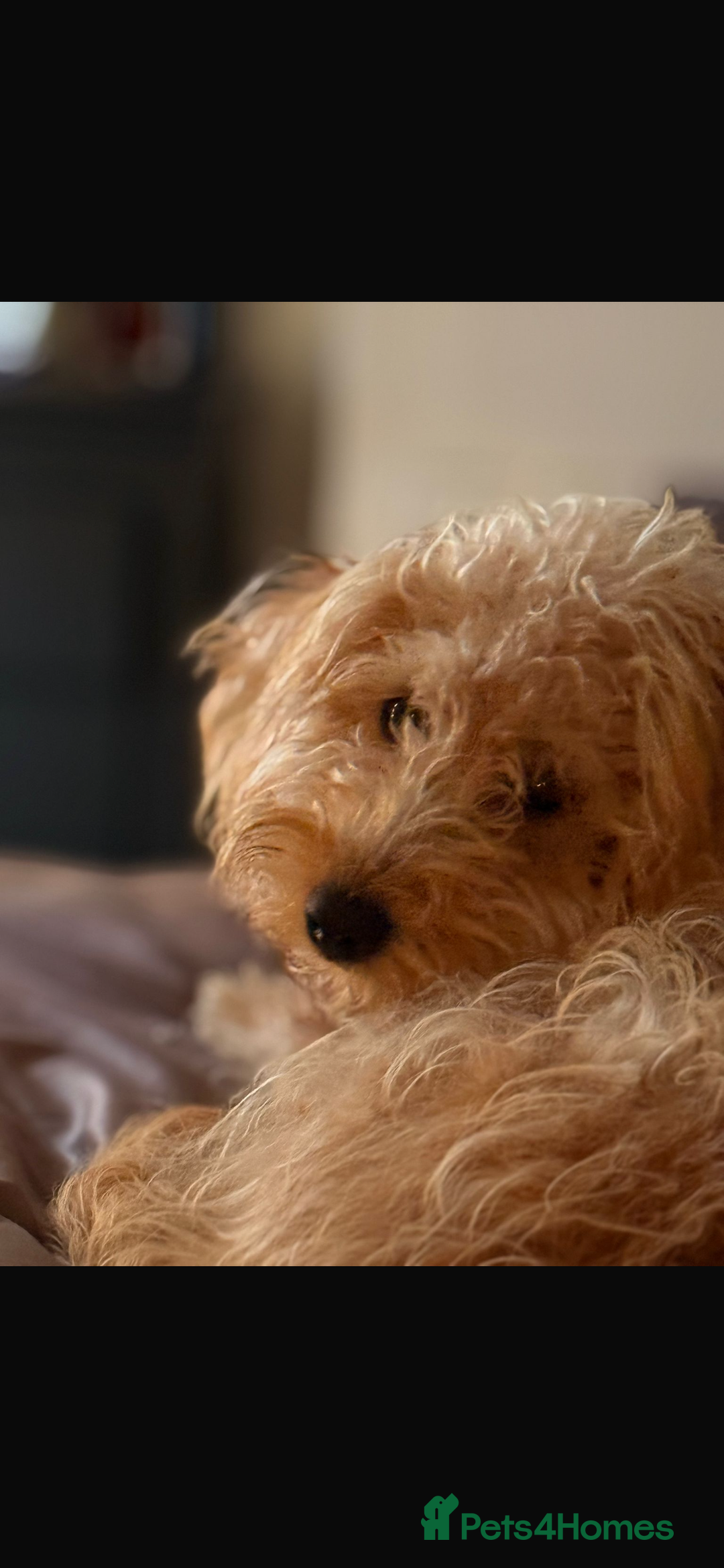 Labradoodle dogs for sale: F1b miniature labradoodle  - Image 3