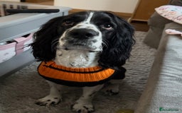 Cocker Spaniel dogs for stud: KC registered Show cooker spaniel male for stud - Image 1
