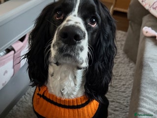 Cocker Spaniel dogs - Advert 16