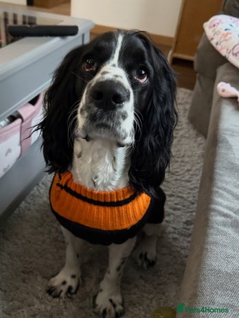 Cocker Spaniel dogs - Advert 1