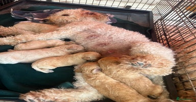 Miniature Poodle dogs - Advert 10