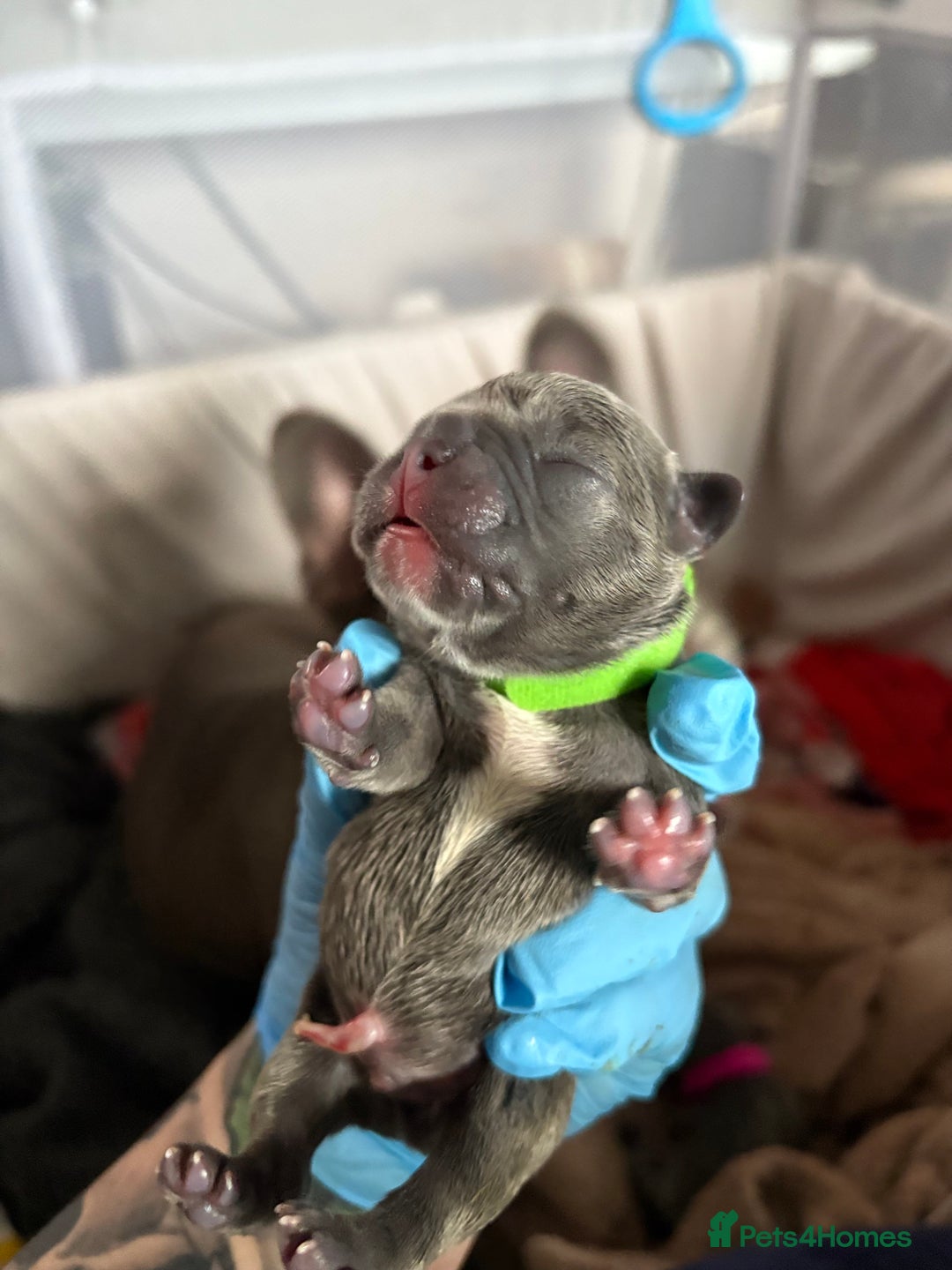 French Bulldog dogs for sale: Beautiful boy looking forever home  - Advert 2