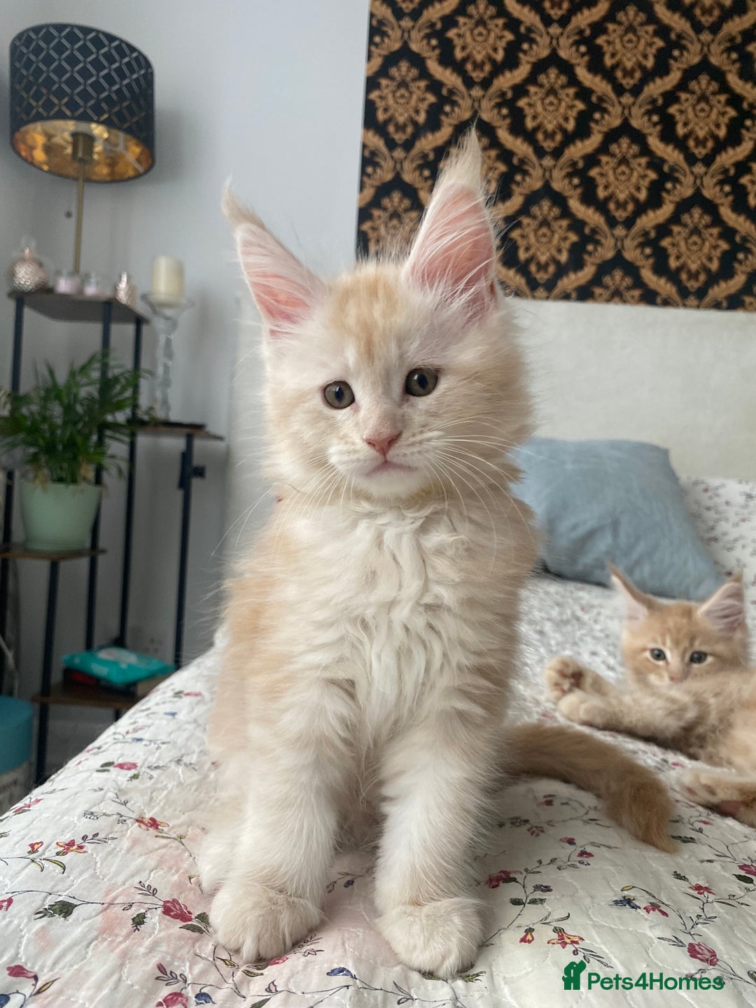 Maine Coon cats for sale: Purebred Maine Coon kittens - Advert 6