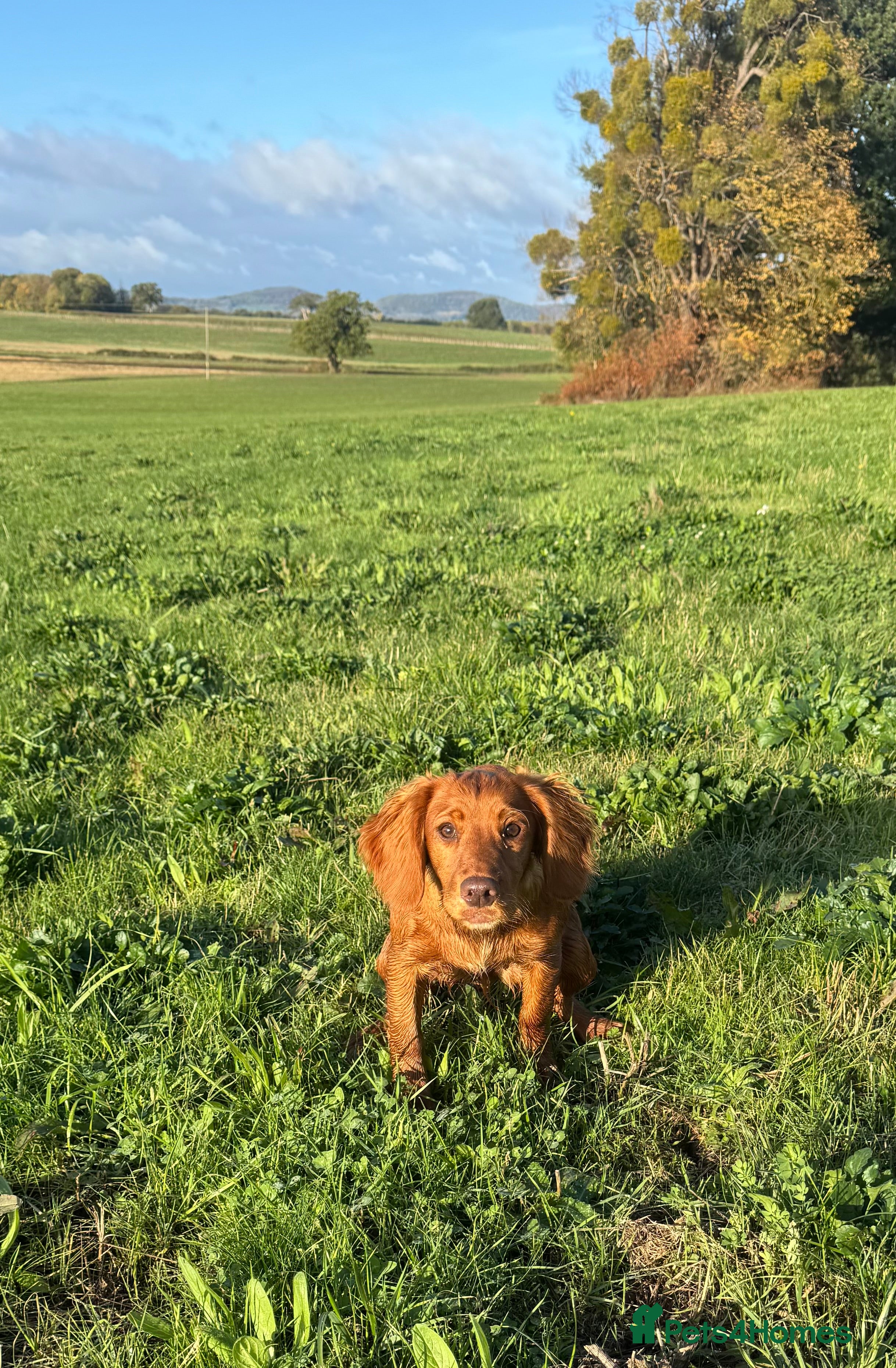 Cocker Spaniel dogs Purdey 7 month old kc cocker 5* amazing pedigree - Advert 1