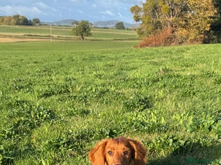 Cocker Spaniel dogs Purdey 7 month old kc cocker 5* amazing pedigree - Advert 1