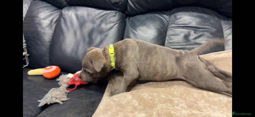 Staffordshire Bull Terrier dogs for sale: KC & DNA tested Staffordshire Bull Terrier Puppies - Advert 12