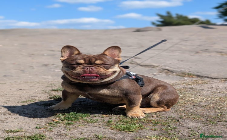 French Bulldog dogs - Advert 10