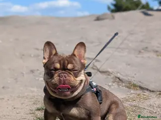 French Bulldog dogs PINKCREDIBLE - Advert 2