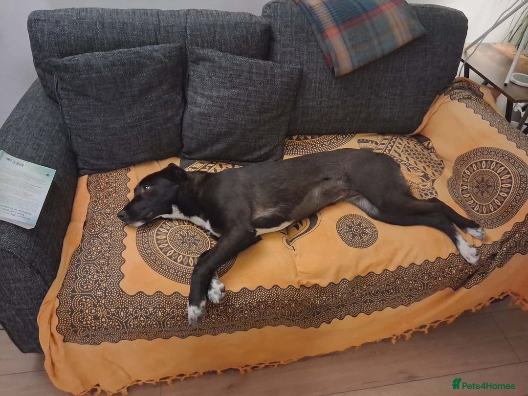 Mixed Breed dogs for adoption: 💕 Iza 💕  - Advert 4