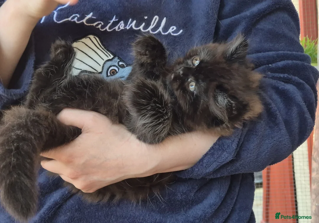 Mixed Breed cats for sale: Beautiful Black Ragdoll x Persian Kitten Ready Now - Advert 2
