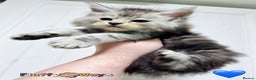 Maine Coon cats for sale: 🐾💠 *TICA REG* SILVER MAINE COON KITTENS 💠🐾 - Advert 6