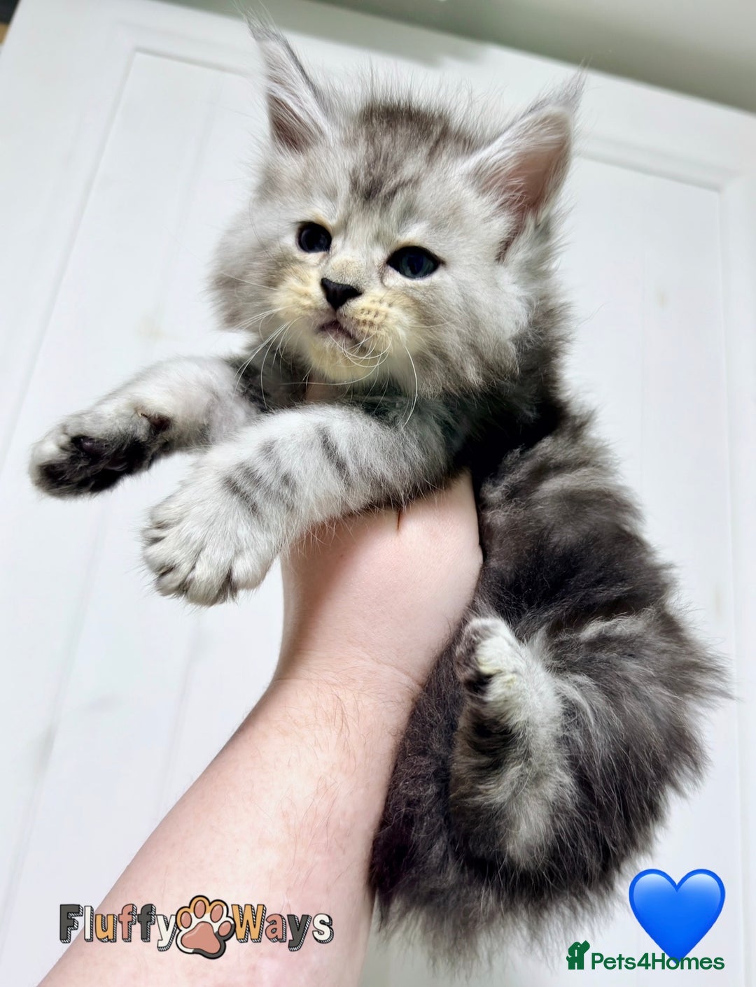Maine Coon cats for sale: 🐾💠 *TICA REG* SILVER MAINE COON KITTENS 💠🐾 - Advert 6