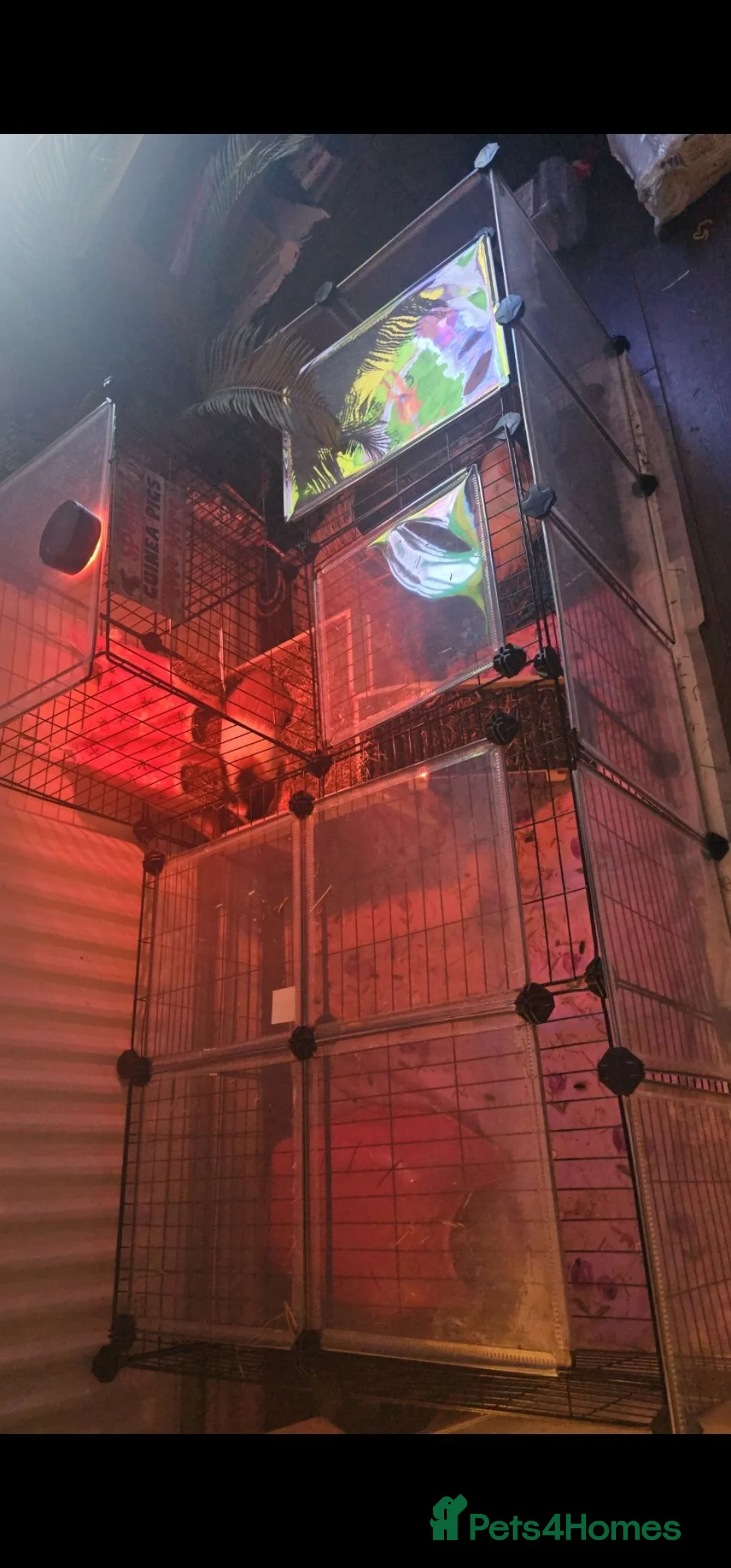 Guinea Pig rodents for sale: 2xmales (10months)with cages/accessories - Advert 2