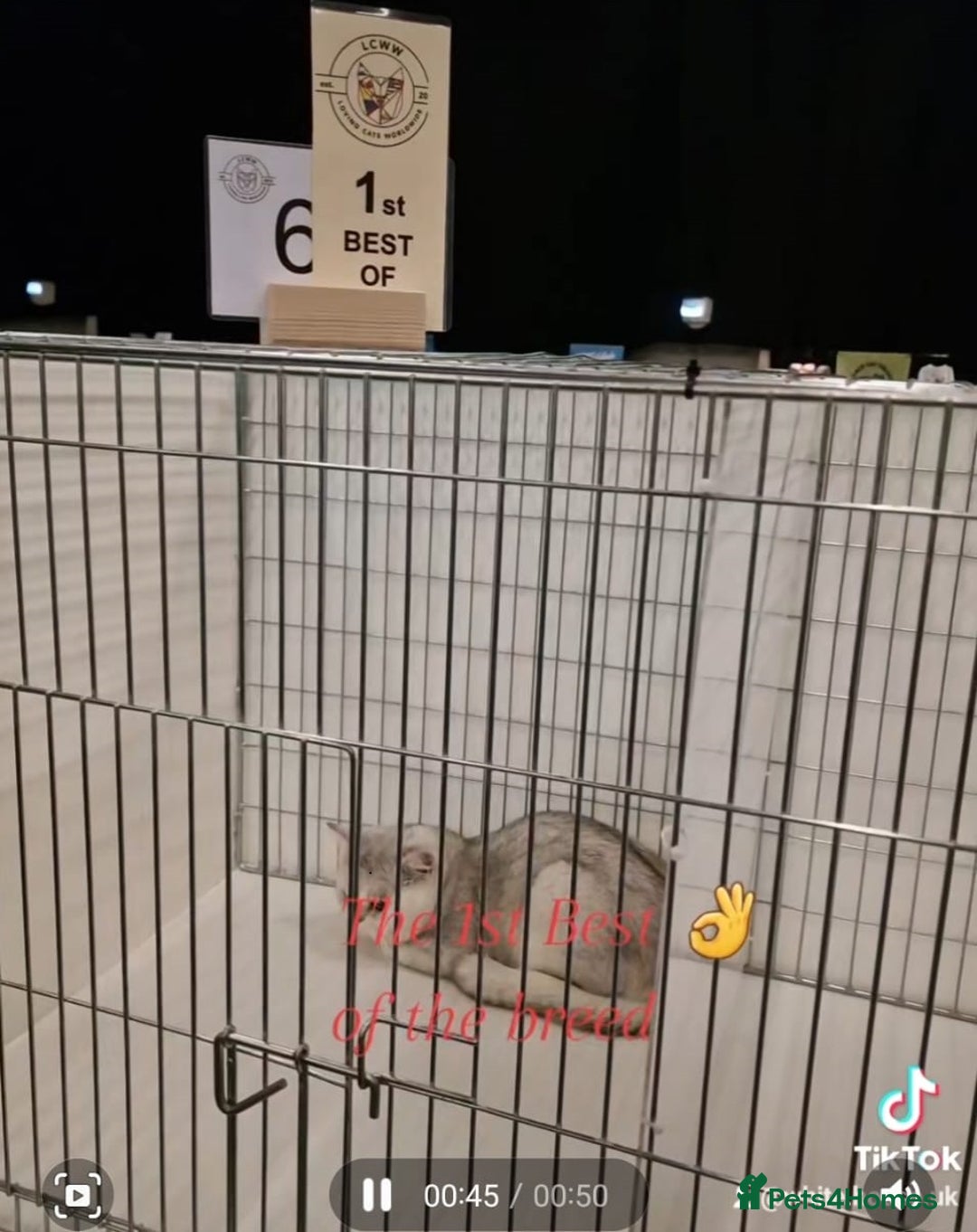 British Shorthair cats for stud: ❤ British Short Hair Active Stud ❤ Champion ❤ in Doncaster - Advert 18