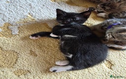 Domestic Shorthair cats for sale: Domestic shorthair kittens - taking reservations   - Image 10