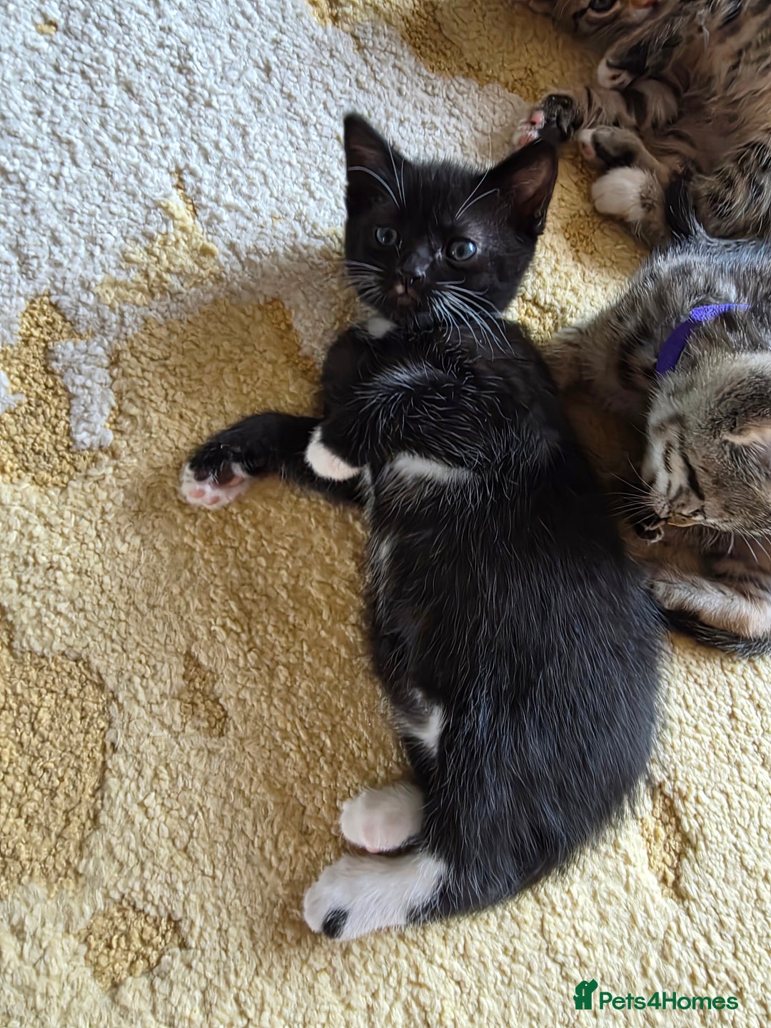 Domestic Shorthair cats for sale: Domestic shorthair kittens - taking reservations   - Image 10