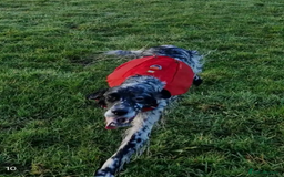 English Setter dogs for adoption: Evo   - Image 5
