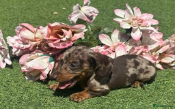 Dachshund dogs for sale: Dachshund Puppy 1 - 7 minature dashound puppies ready to leave  - Image 16