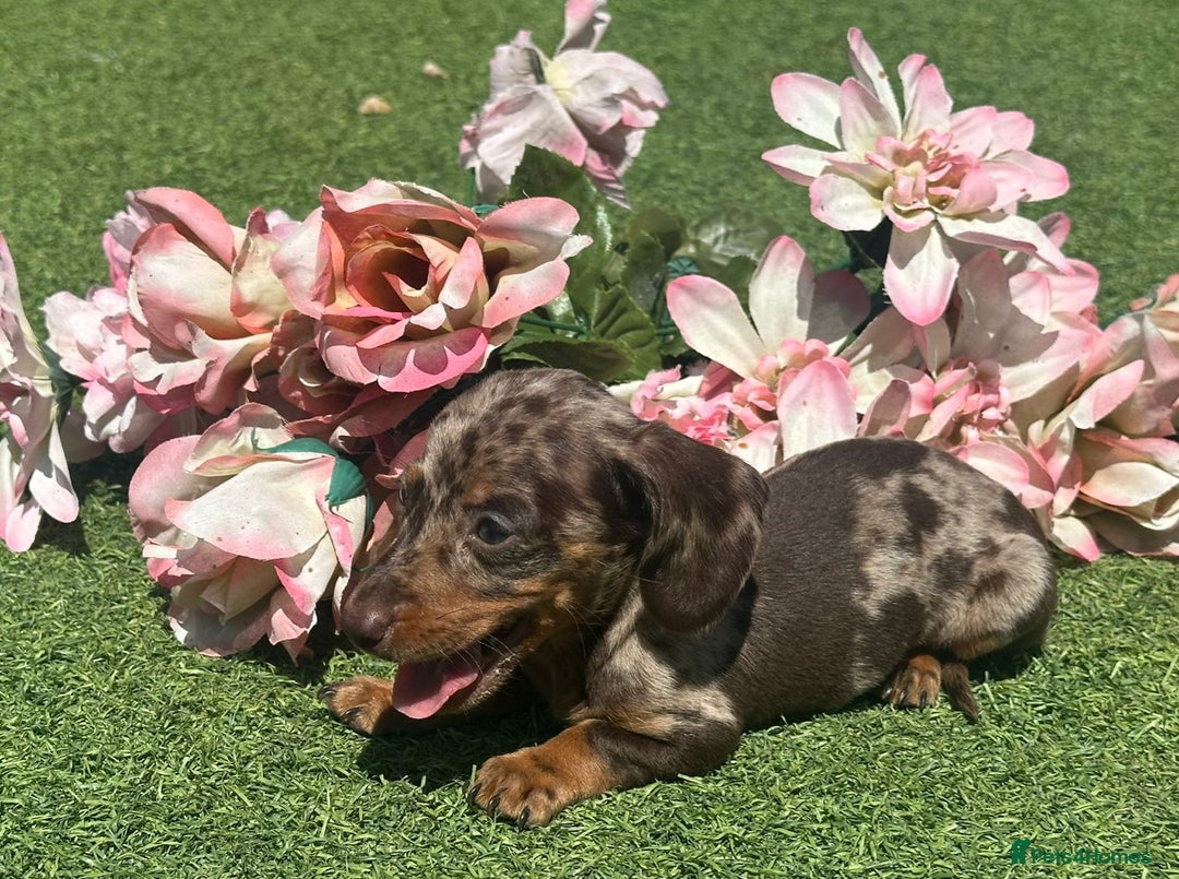Dachshund dogs for sale: Dachshund Puppy 1 - 7 minature dashound puppies ready to leave  - Image 16