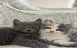 Ragdoll cats for sale: Gorgeous half pedigree Ragdoll kittens - Image 1