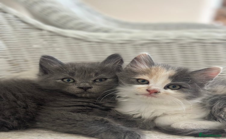 Ragdoll cats for sale - Advert 1