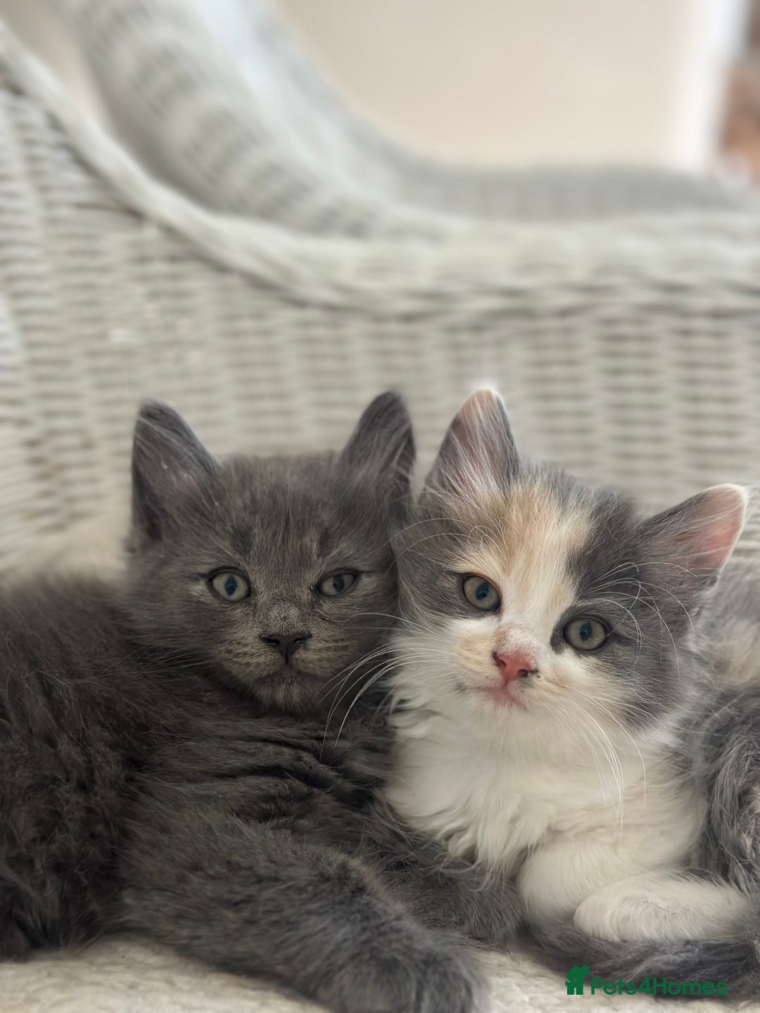 Ragdoll cats for sale: Gorgeous half pedigree Ragdoll kittens - Image 1
