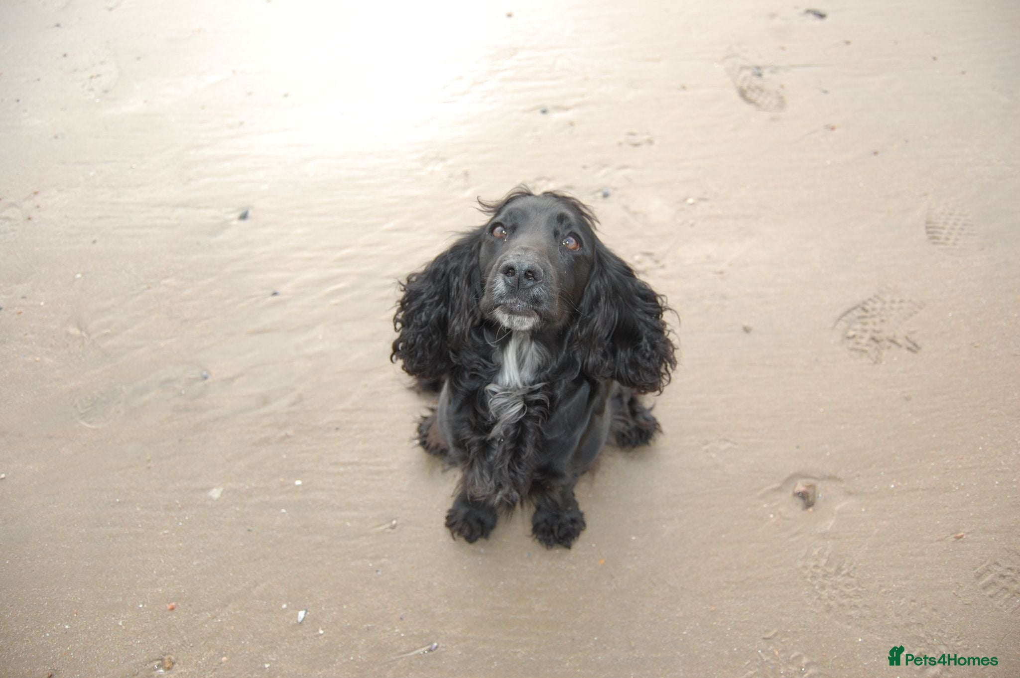 Cocker Spaniel dogs Working Cocker Spaniel Puppies - Advert 1