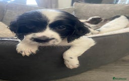 Sprocker dogs for sale: Beautiful Sprocker puppies for sale - Image 24