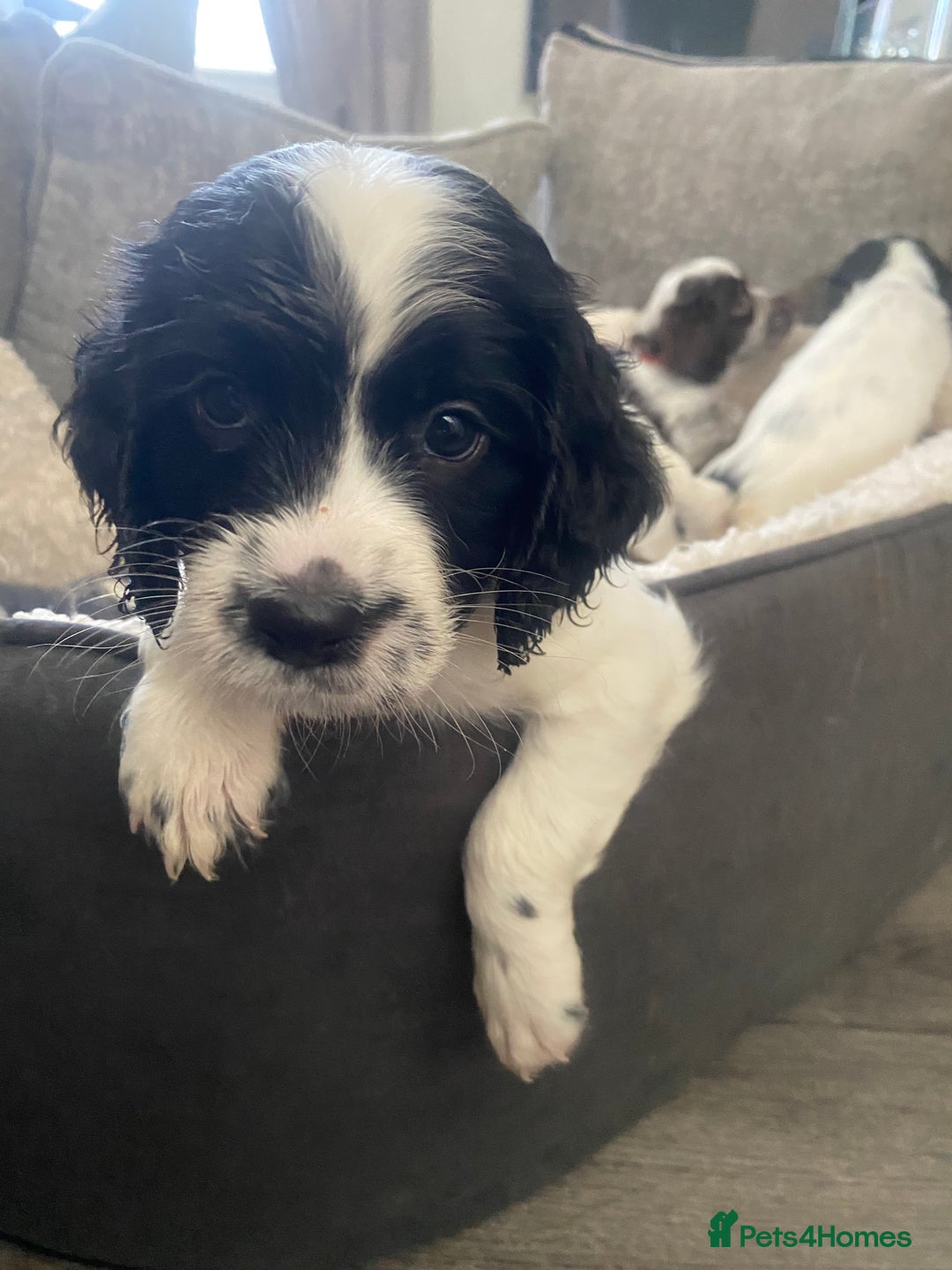 Sprocker dogs for sale: Beautiful Sprocker puppies for sale - Image 24