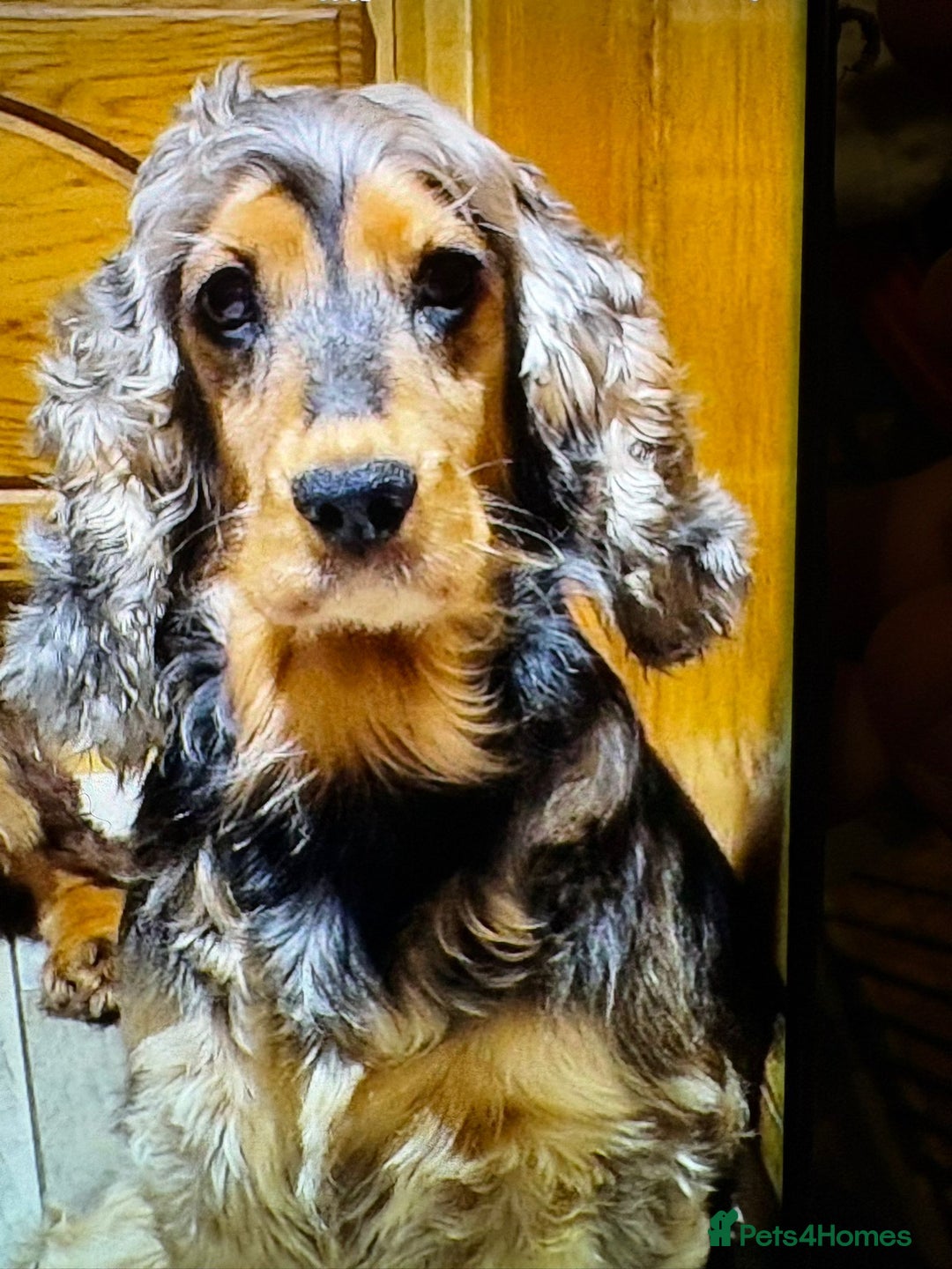 Cocker Spaniel dogs for sale: Kc reg show type cocker spaniel puppies  - Image 6