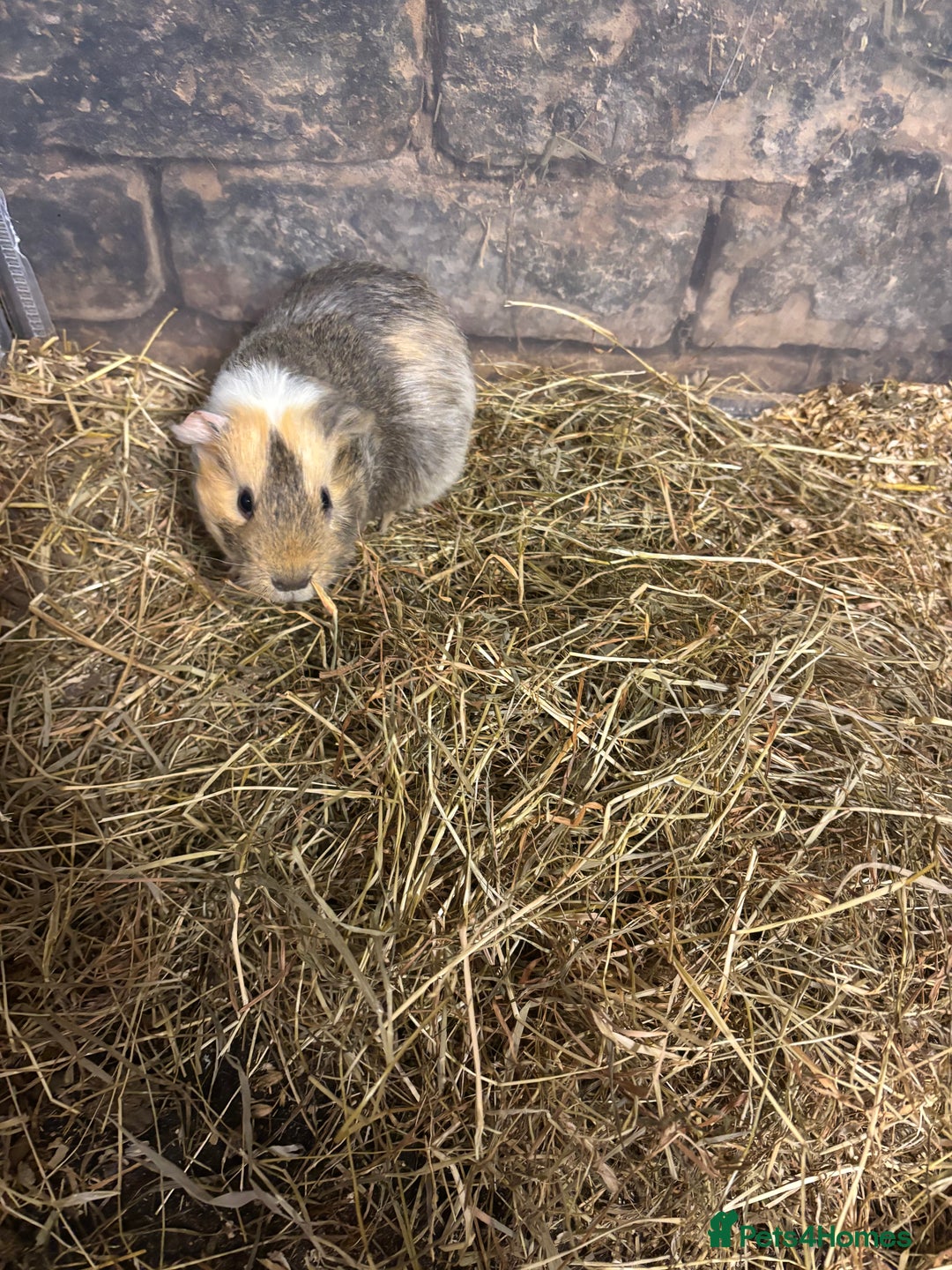 Guinea Pig rodents for sale: Beautiful baby male guinea pigs  - Advert 9