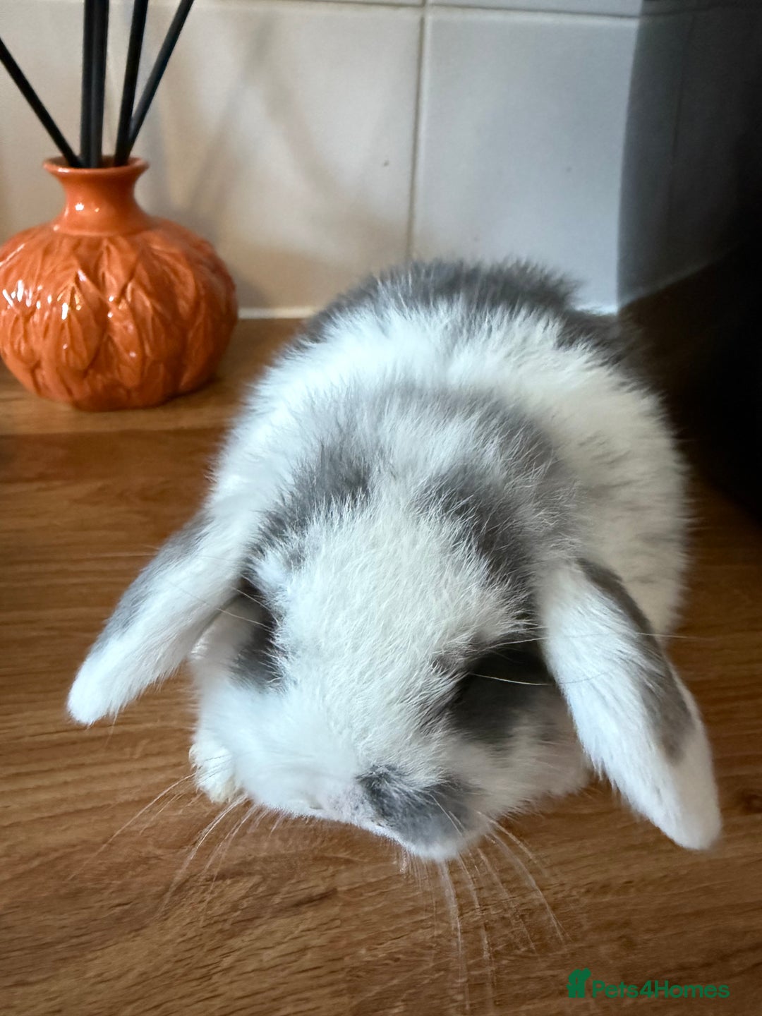 Mini Lop rabbits for sale: Mini lop bucks  - Image 2