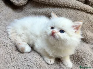 Ragdoll cats 3 Ragdoll Kittens 🤍 - Advert 7