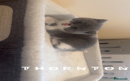 British Shorthair cats for sale: Beautiful health tested bsh kittens  - Image 8