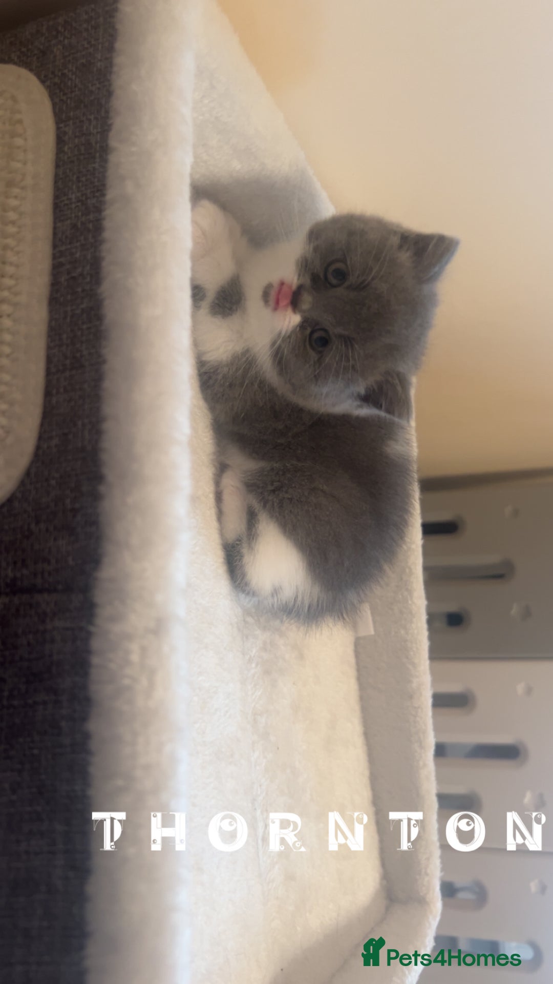 British Shorthair cats for sale: Beautiful health tested bsh kittens  - Image 8