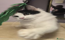 Siberian cats for sale: Beuatiful Siberian Male Kitten  - Image 17
