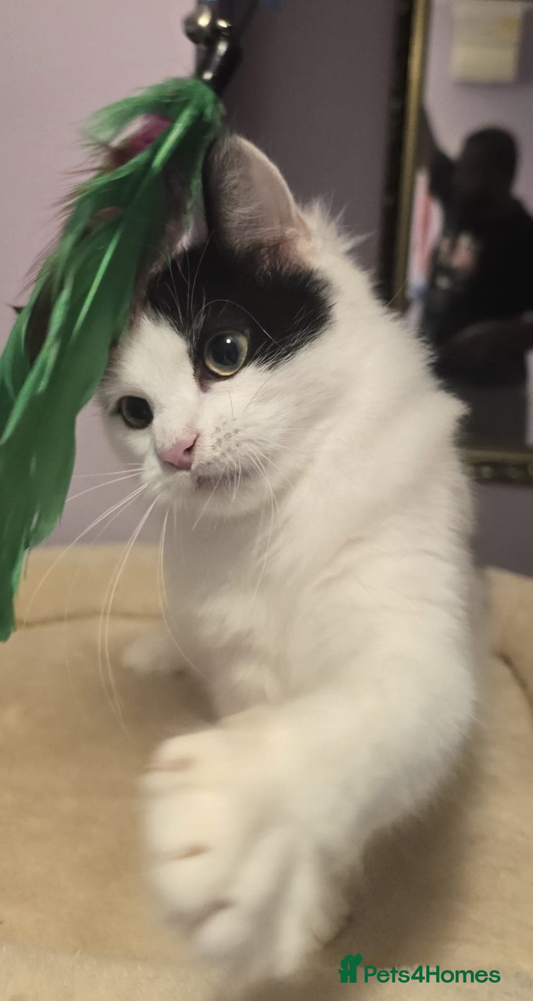 Siberian cats for sale: Beuatiful Siberian Male Kitten  - Image 17