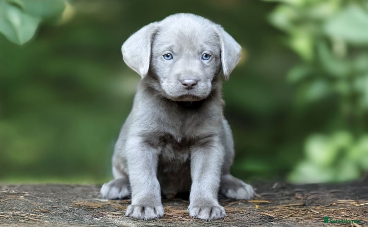 Labrador Retriever dogs - Advert 3